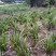 石菖蒲除草剂加助剂九节菖蒲除草剂不伤苗