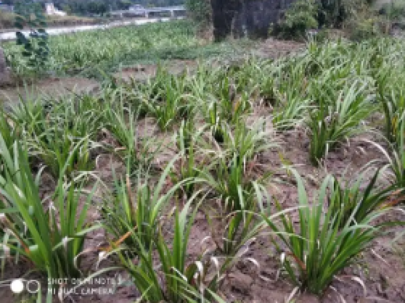 石菖蒲除草剂加助剂九节菖蒲除草剂不伤苗