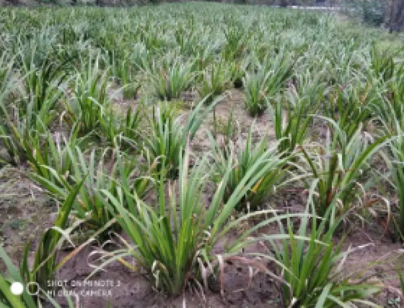 石菖蒲除草剂加助剂九节菖蒲除草剂不伤苗
