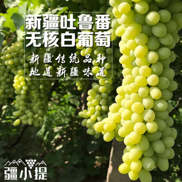 顺丰冷链包邮新疆吐鲁番无核白葡萄,无籽新疆葡萄