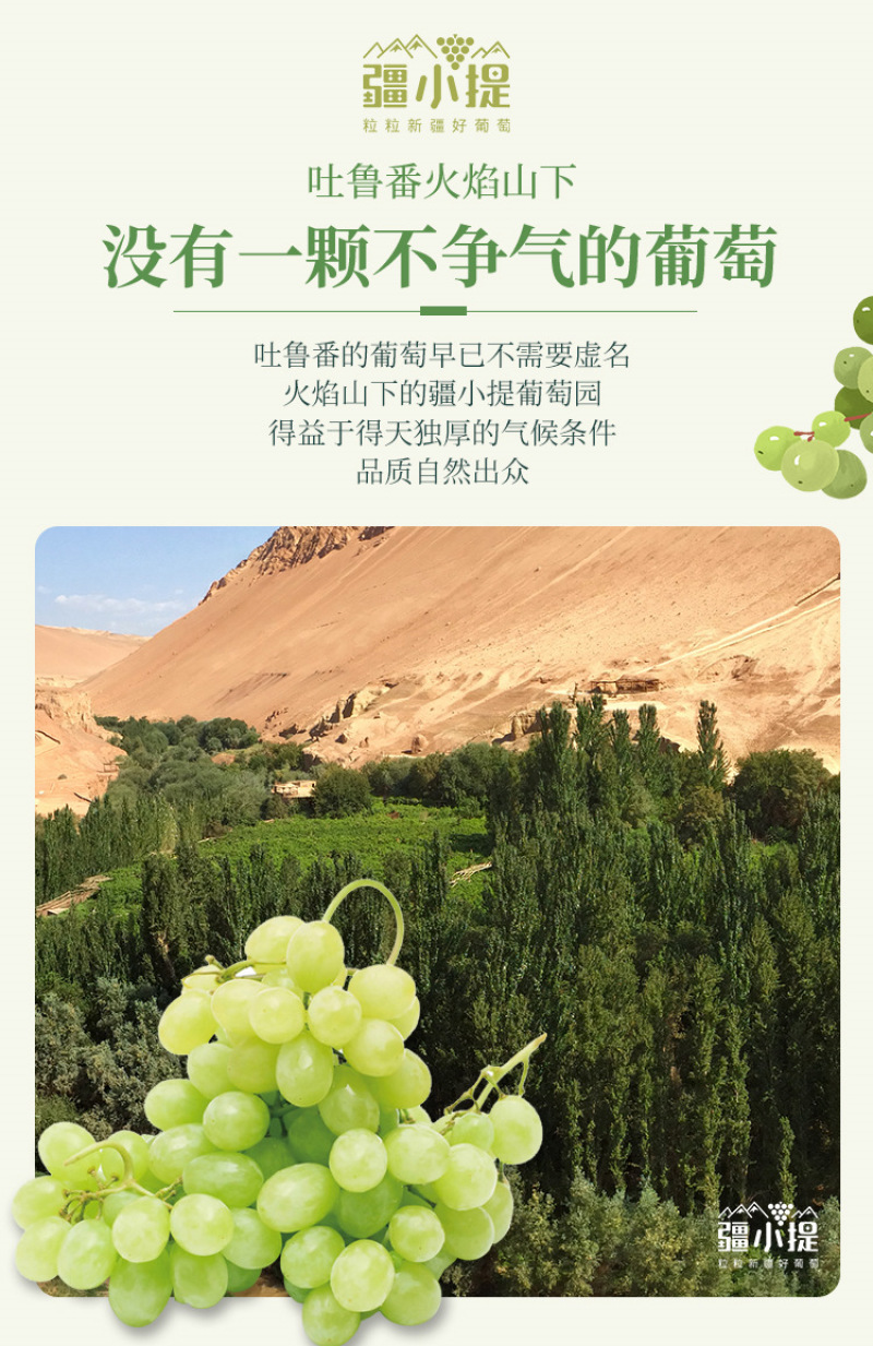 顺丰冷链包邮新疆吐鲁番无核白葡萄，无籽新疆葡萄