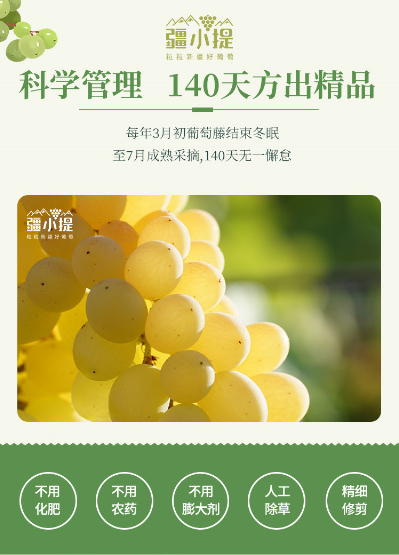 顺丰冷链包邮新疆吐鲁番无核白葡萄，无籽新疆葡萄