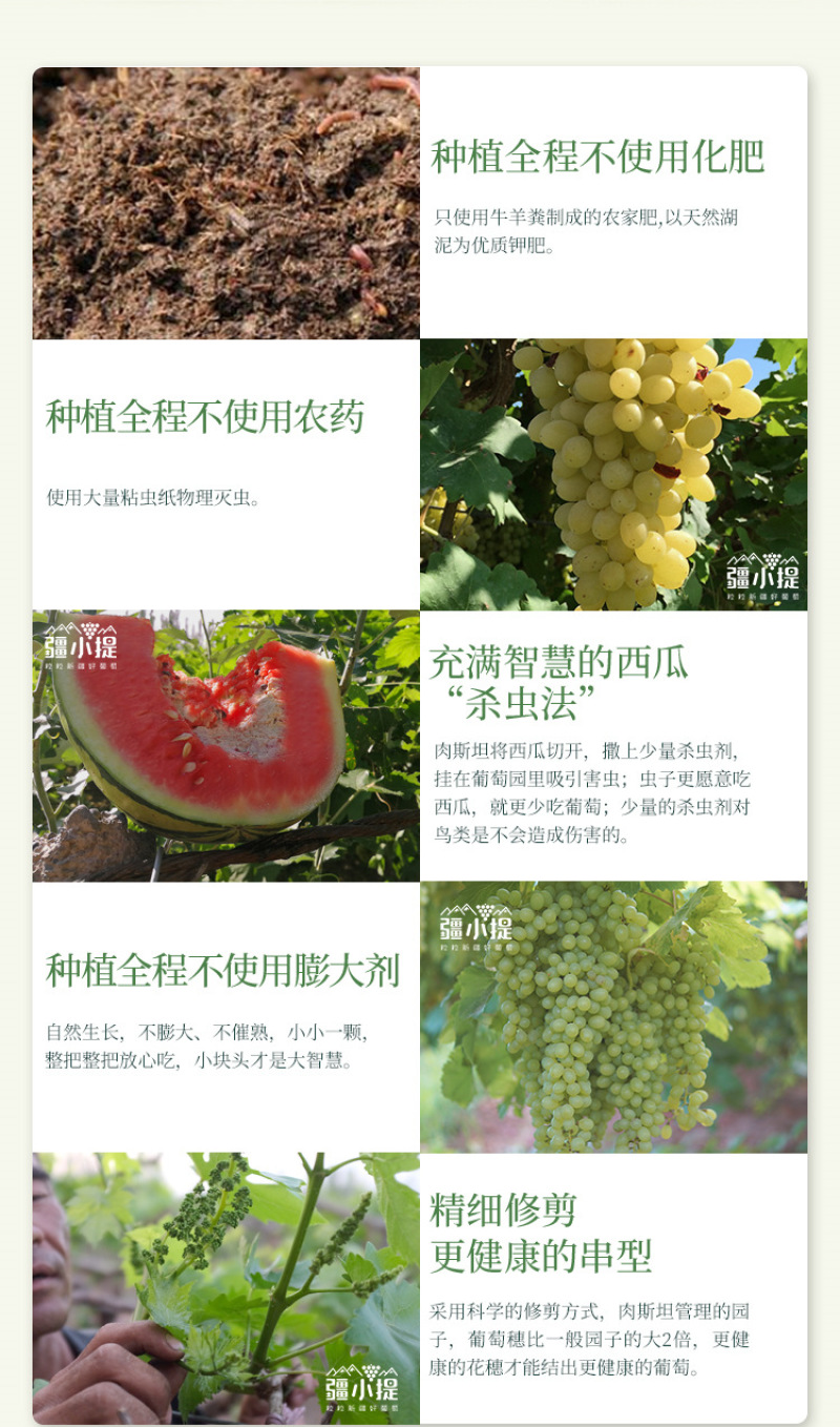 顺丰冷链包邮新疆吐鲁番无核白葡萄，无籽新疆葡萄