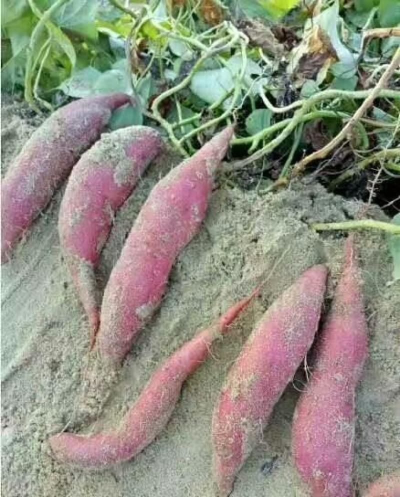红薯