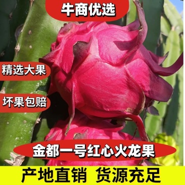 广西红心火龙果金都一号甜度高瓤红大量走货