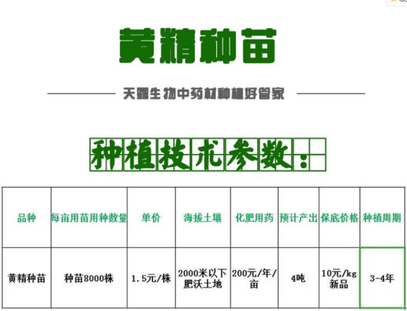 黄精种苗大苗新型农业中药材种植正宗滇黄精种苗