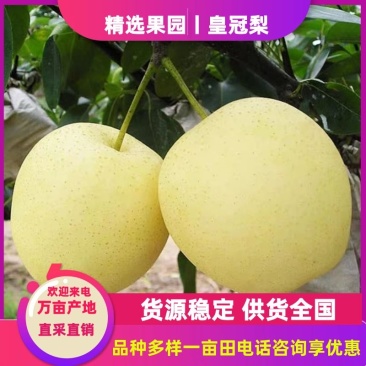 河北精品皇冠梨，果园直采直供，货源充足质量好，供货全国