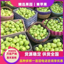 【优质苹果】青苹果河北苹果青苹果大量上市青苹果批发