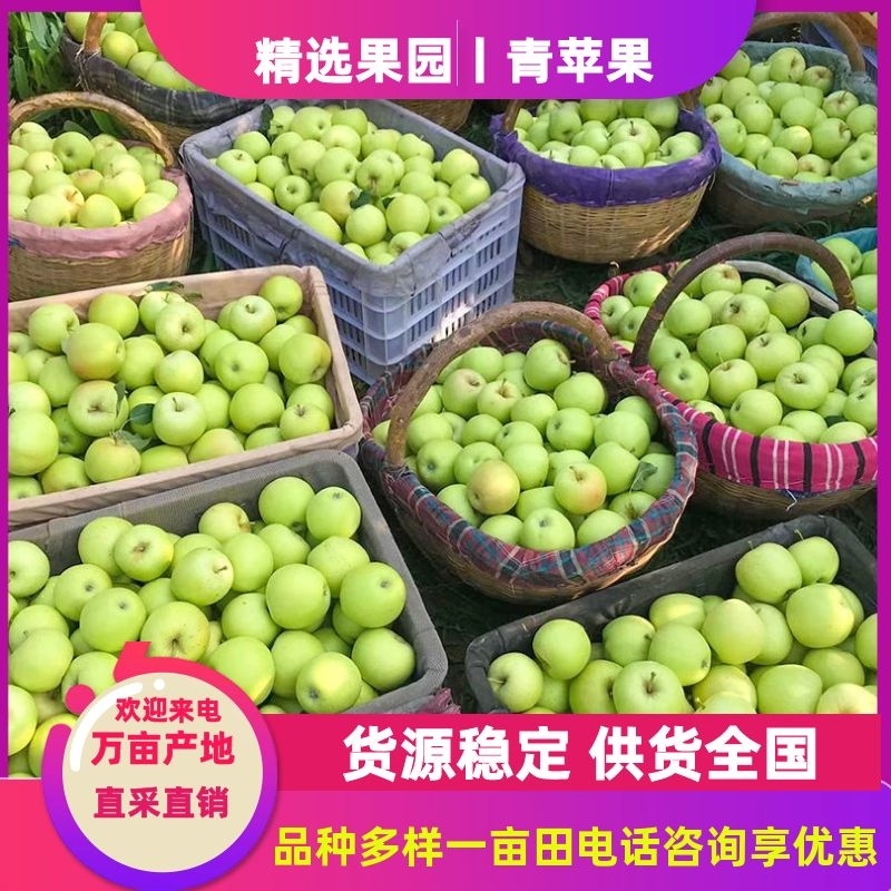 【优质苹果】青苹果河北苹果青苹果大量上市青苹果批发