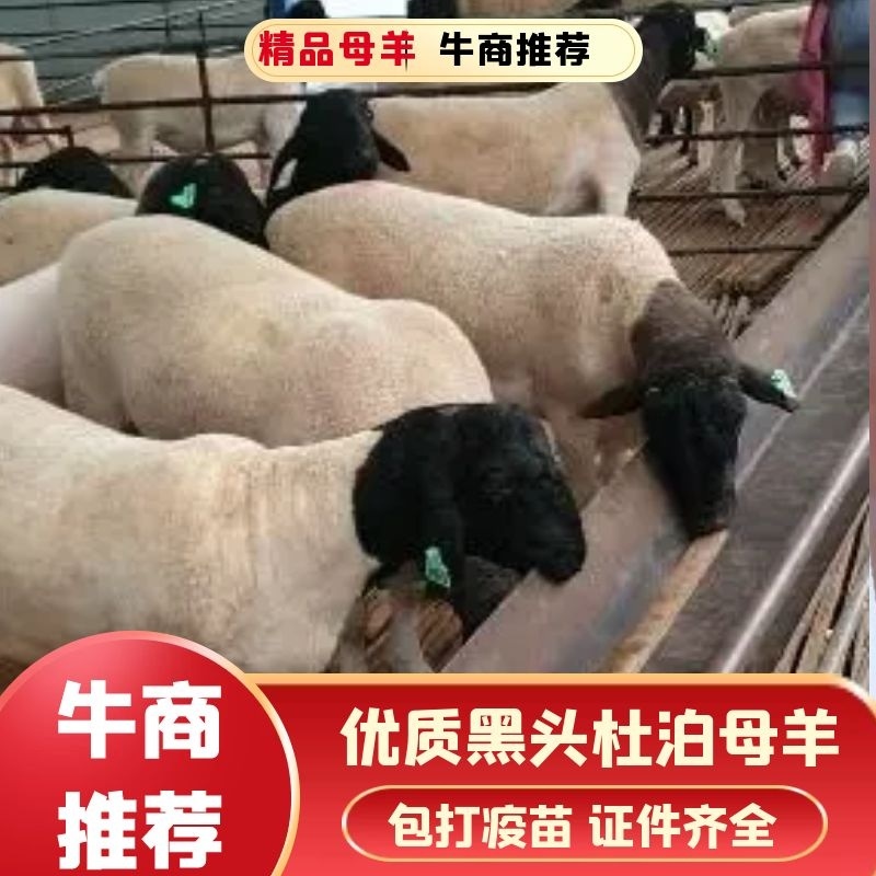 山东精品优质黑头杜泊怀孕母羊全国包邮包打疫苗