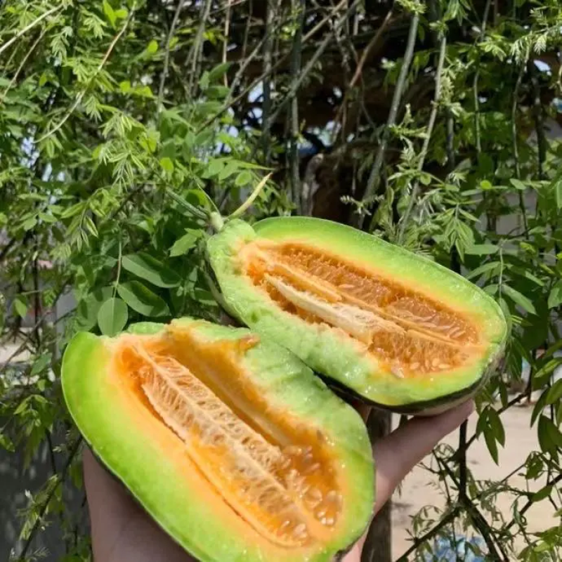 山东甜瓜博洋甜瓜博洋9脆嫩多汁产地直销量大质优
