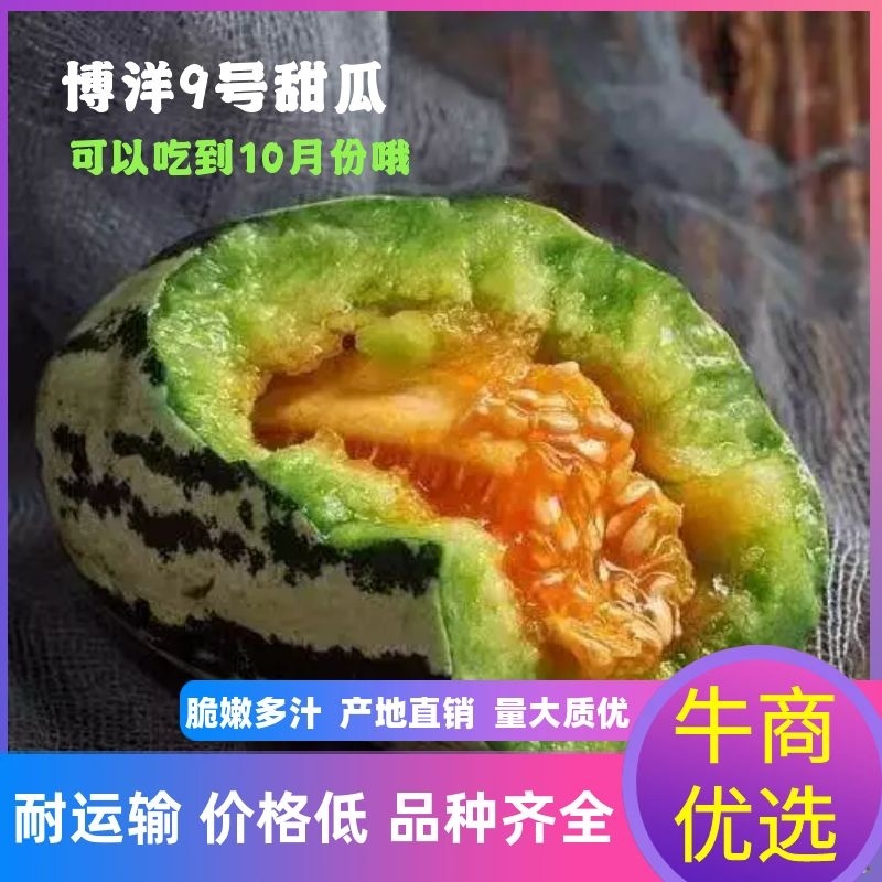 山东甜瓜博洋甜瓜博洋9脆嫩多汁产地直销量大质优