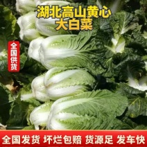 【今日推荐】湖北黄心大白菜，产地直发，货源稳定，品质保证