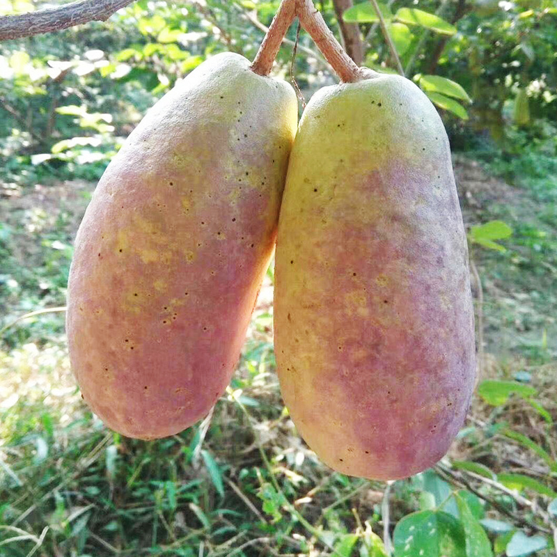 八月瓜八月炸新鲜水果一件代发现货当天发货八月瓜