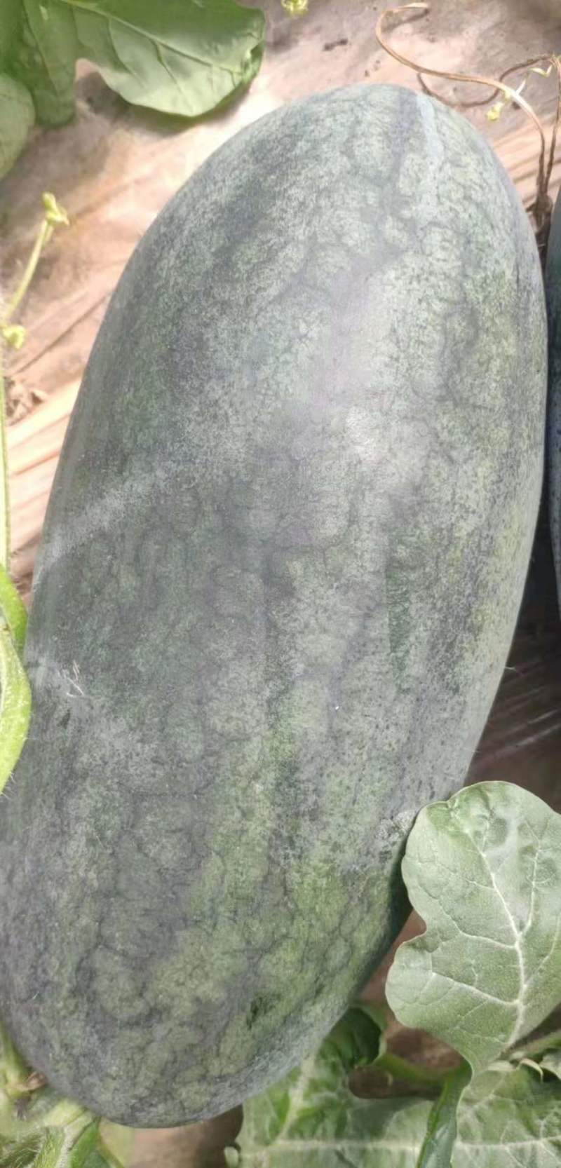 黑美人西瓜大量上市产地直发量大从优欢迎洽谈