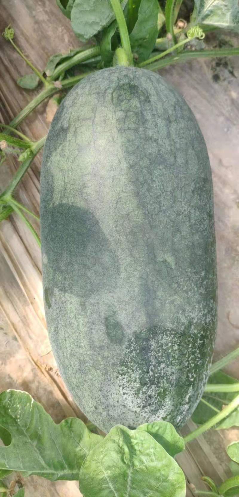 黑美人西瓜大量上市产地直发量大从优欢迎洽谈
