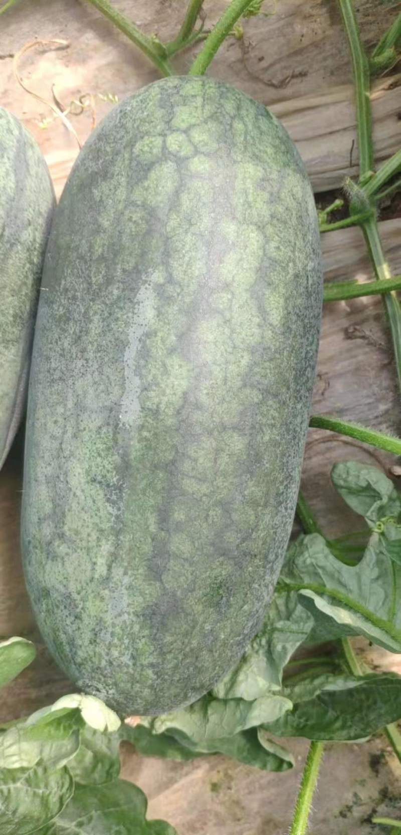 黑美人西瓜大量上市产地直发量大从优欢迎洽谈