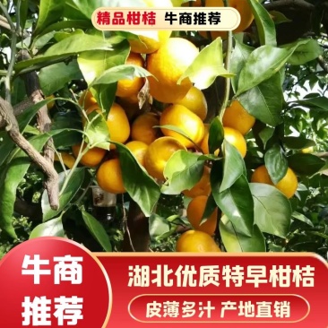 特早蜜桔湖北宜昌蜜橘蜜桔产地直发支持视频看货欢迎咨询