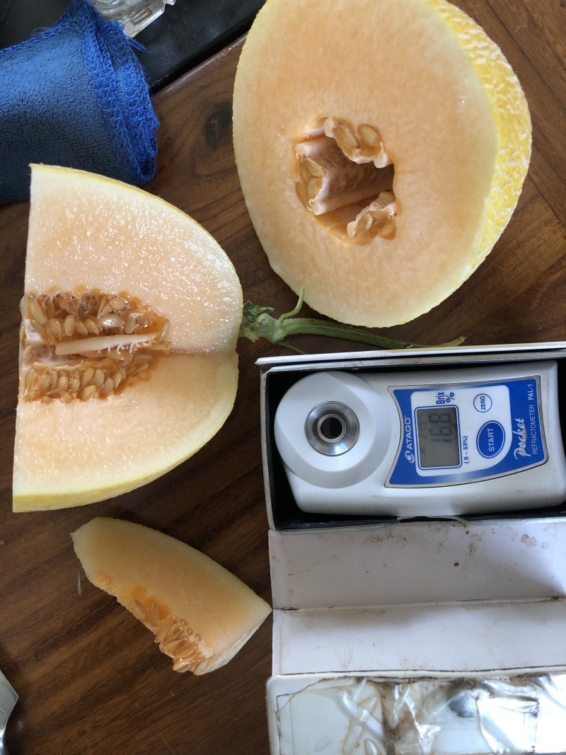 黄网哈密瓜25种子，黄皮红肉网纹好肉质红脆，高产抗病