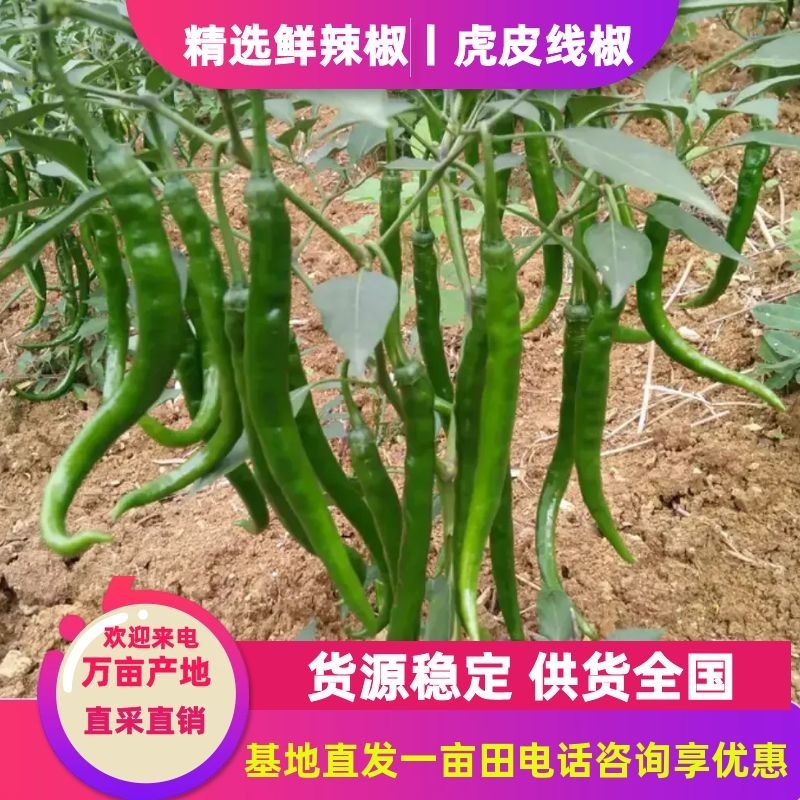 精品黄皮线椒，条直不弯曲大量上市，产地直销。