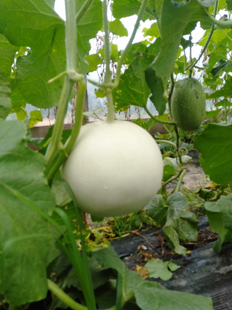 玉菇甜瓜苗，冰淇淋甜瓜苗，大果正圆形玉菇苗，技术指导