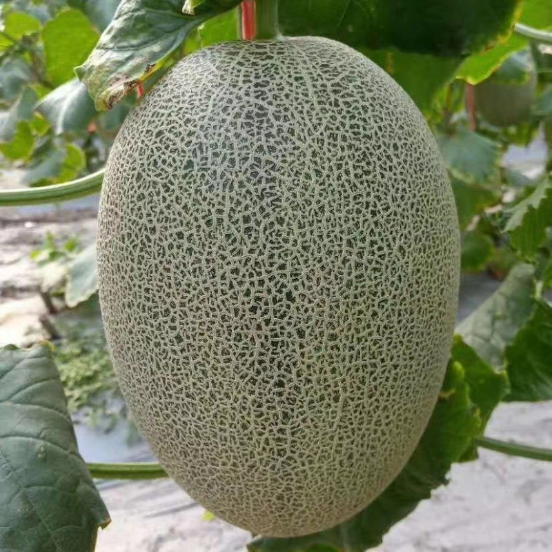 小蜜哈密瓜25种子，抗裂，高产，抗病性强
