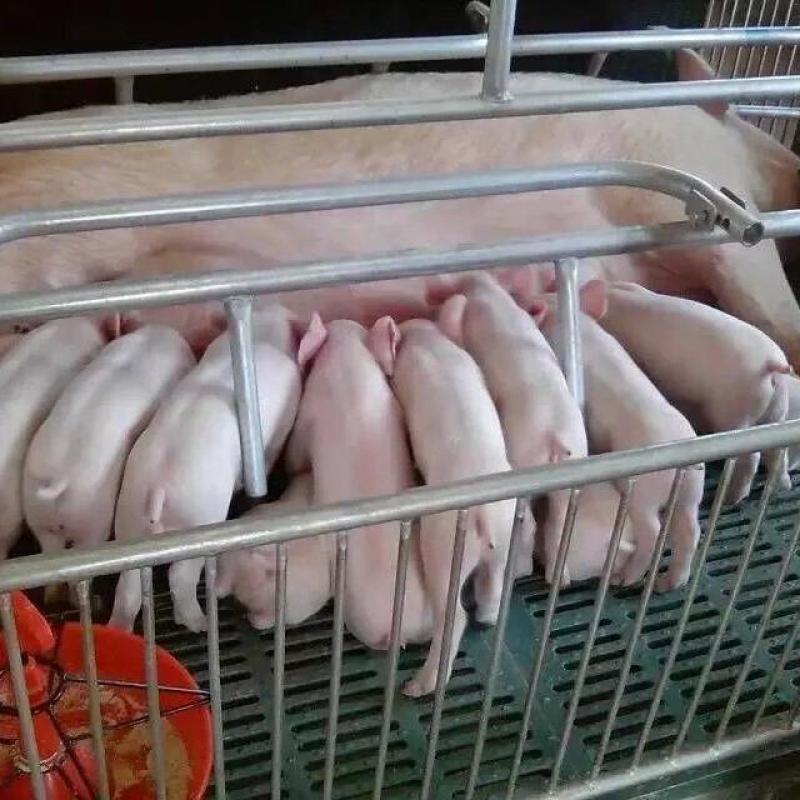 荐仔猪湖南仔猪全国发货疫苗齐全健康第一包活到家