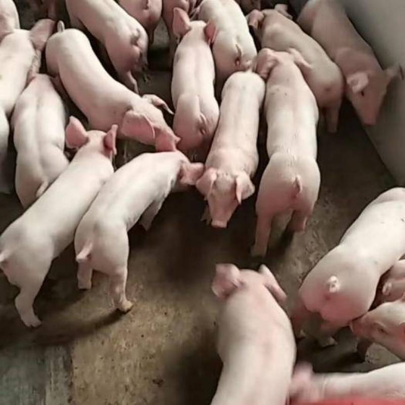 荐湖北仔猪基地直销全国发货健康第一包活到家量大从优