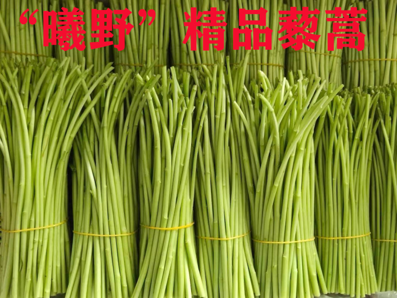 曦野农业一级净藜蒿，全年供货