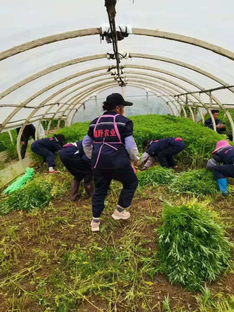 曦野农业一级净藜蒿，全年供货