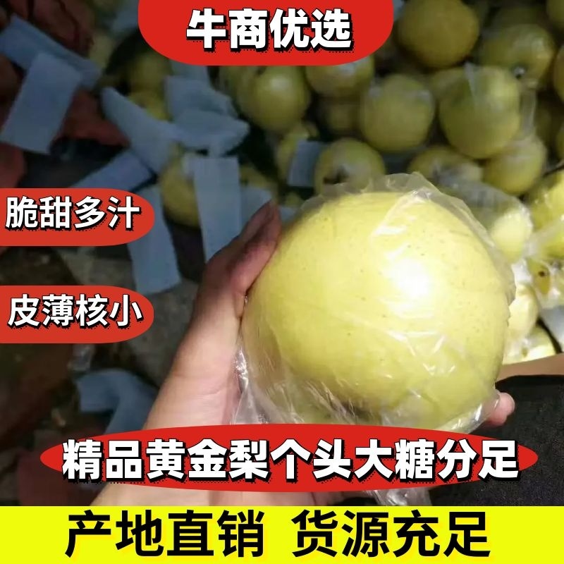 【热卖中】黄金梨口感甜脆个头大糖分足价格便宜产地一手货源