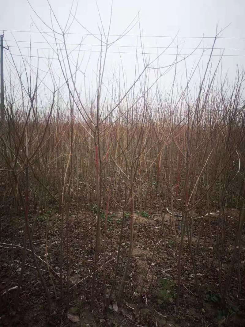乌桕小苗当年乌桕小苗乌桕种子乌桕1公分乌桕2公分丛生乌柏