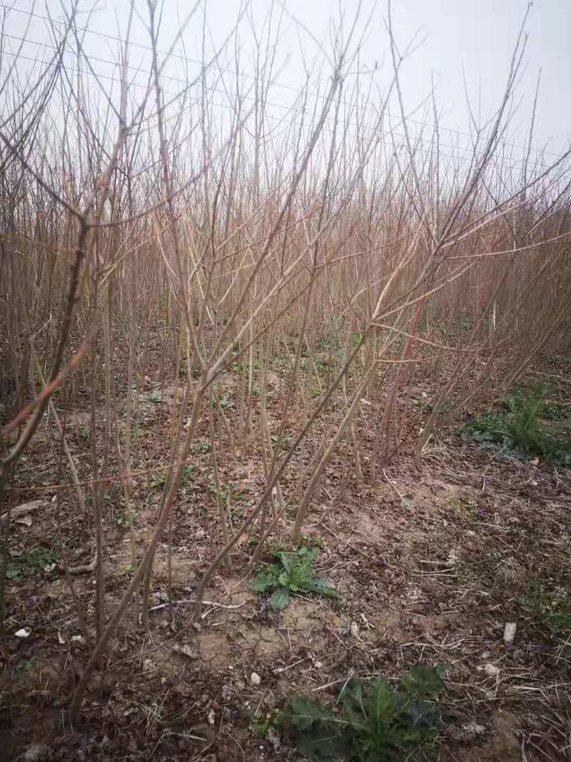 乌桕小苗当年乌桕小苗乌桕种子乌桕1公分乌桕2公分丛生乌柏