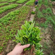 木荷种子木荷小苗木荷杯苗木荷5公分木荷15公分