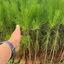 湿地松种子、湿地松小苗、湿地松杯苗、湿地松10公分