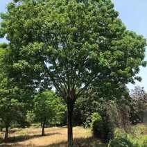 重阳木树、重阳木5公分、重阳木28公分