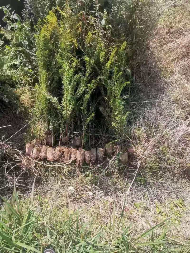大量批发红豆杉苗、红豆杉杯苗