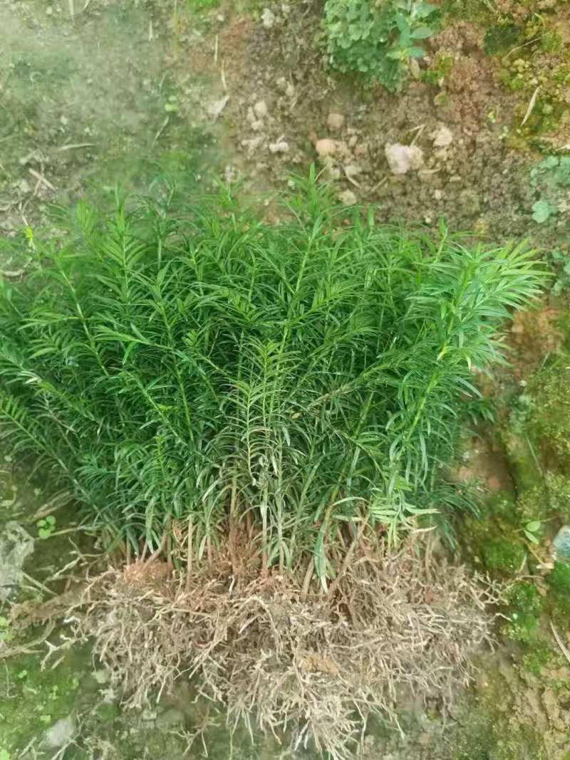 大量批发红豆杉苗、红豆杉杯苗