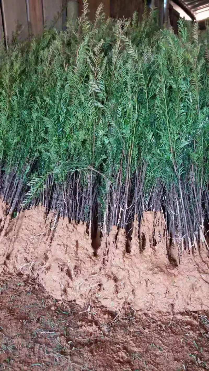 大量批发红豆杉苗、红豆杉杯苗