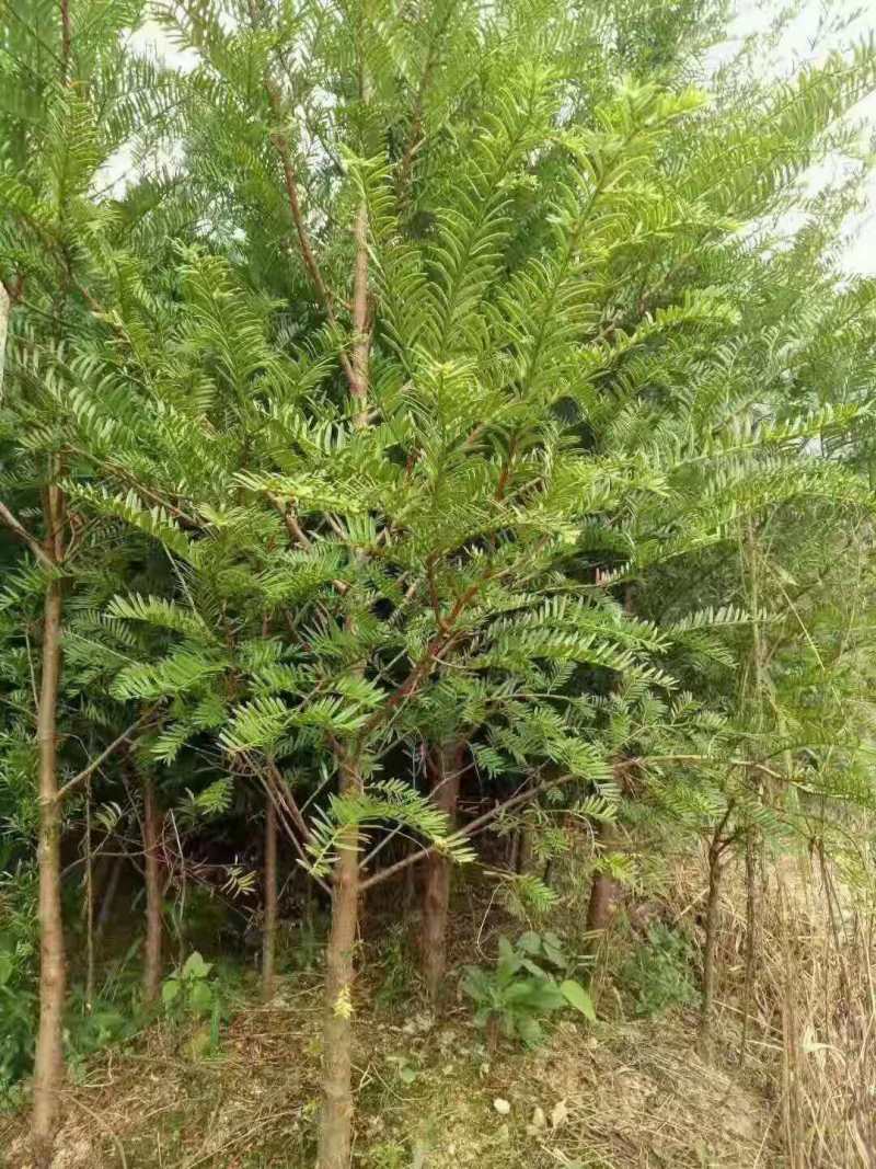 大量批发红豆杉苗、红豆杉杯苗