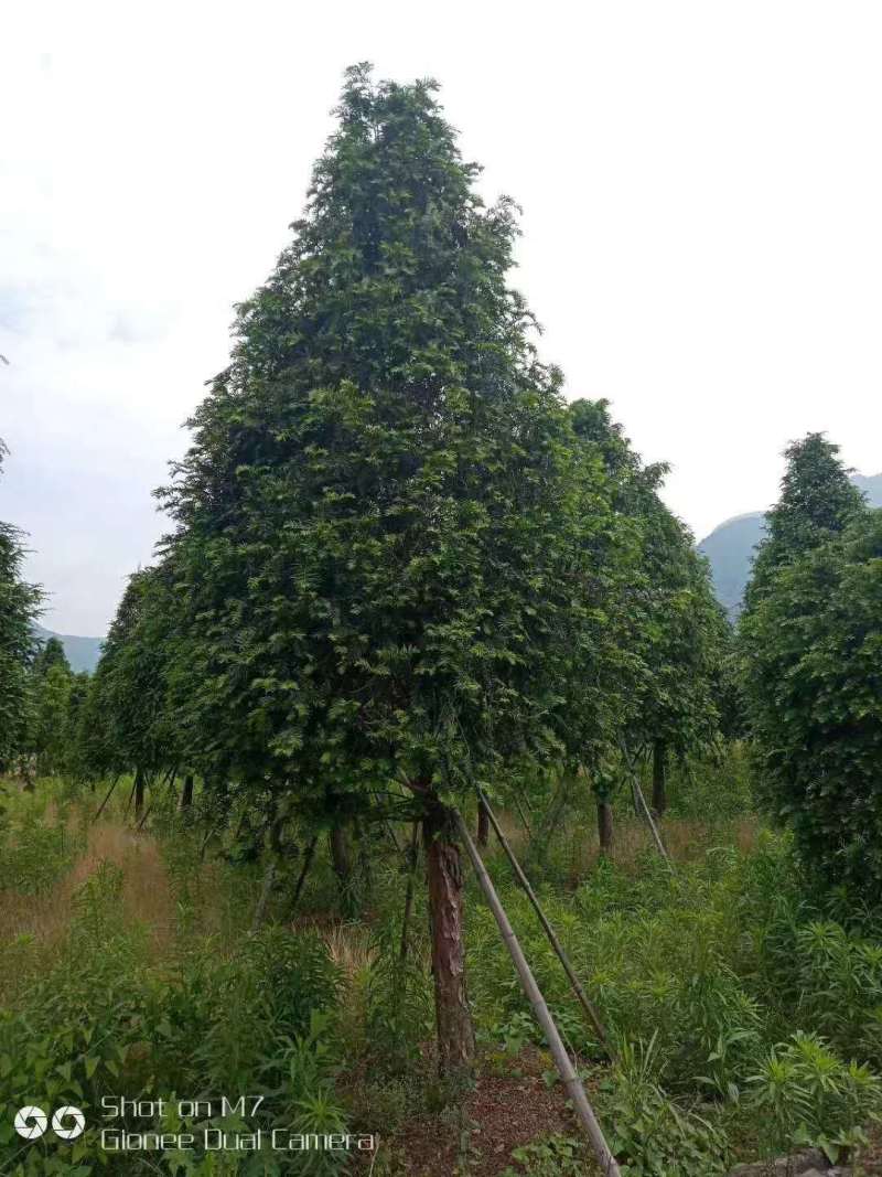 大量批发红豆杉苗、红豆杉杯苗
