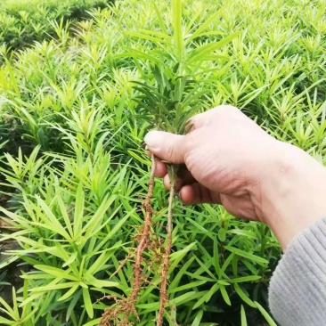 罗汉松小苗罗汉松杯苗罗汉松5公