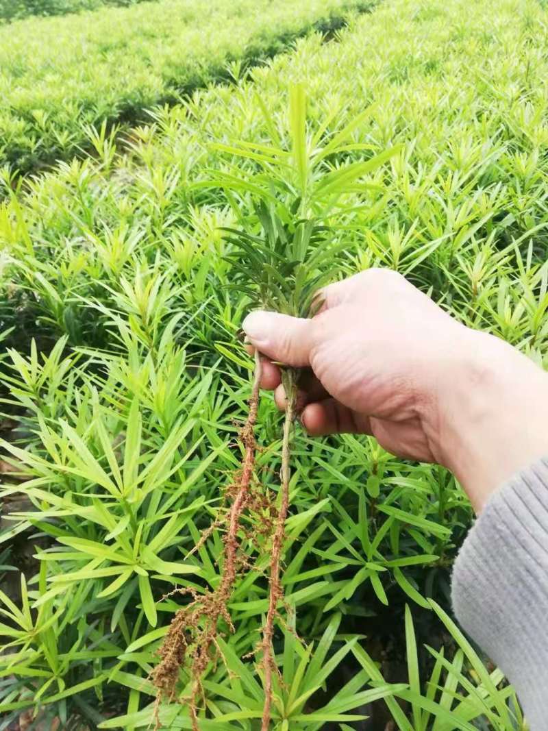罗汉松小苗罗汉松杯苗罗汉松5公