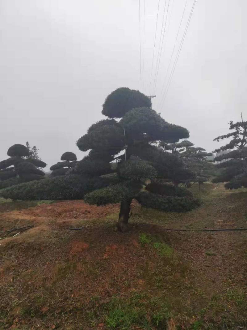 罗汉松小苗罗汉松杯苗罗汉松5公
