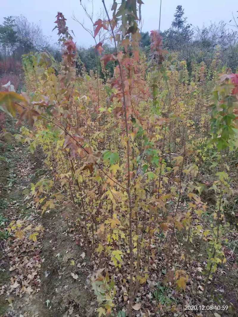 （热销）三角枫种子、三角枫小苗、丛生三角枫、三角枫5公分