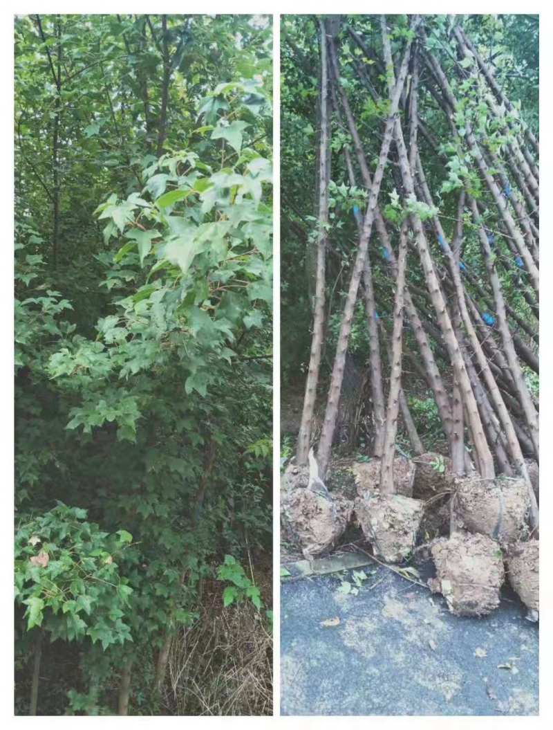精品三角枫8公分三角枫10公分三角枫12公分三角枫树