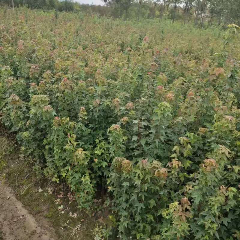 精品三角枫8公分三角枫10公分三角枫12公分三角枫树