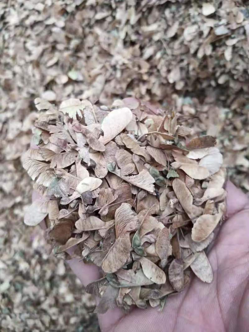 精品三角枫8公分三角枫10公分三角枫12公分三角枫树