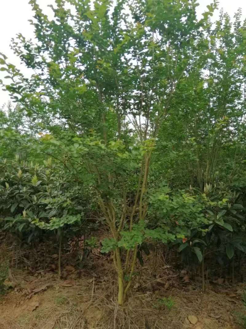 紫薇苗、占地紫薇、丛生紫薇
