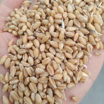 精选安徽小麦水分12.5左右，容重795+精品上市